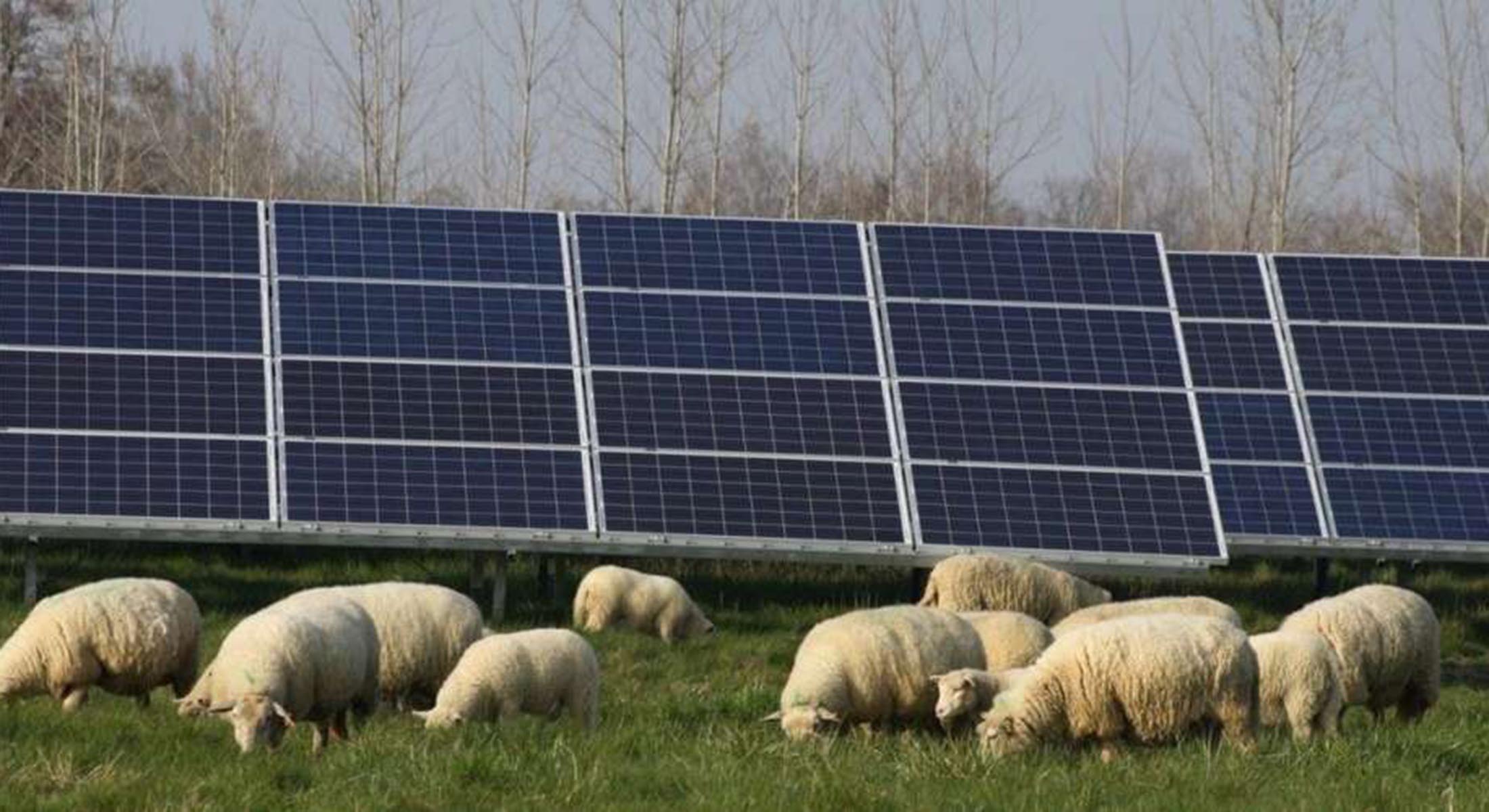 Des moutons à la Ferme solaire